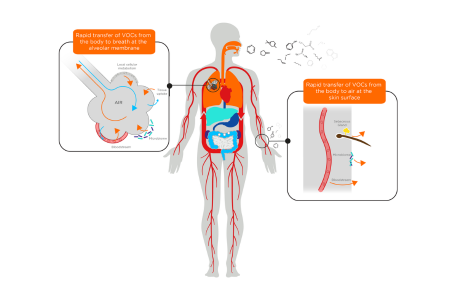 Breath vs Skin VOCs: What’s the Difference?