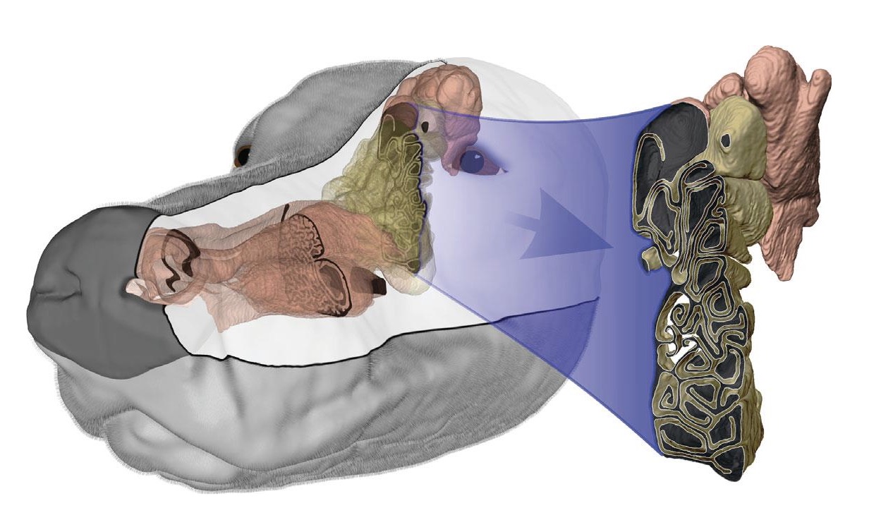 3d model of canine olfactory system