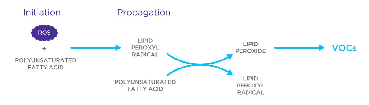 inflammation and cancer blog graphic