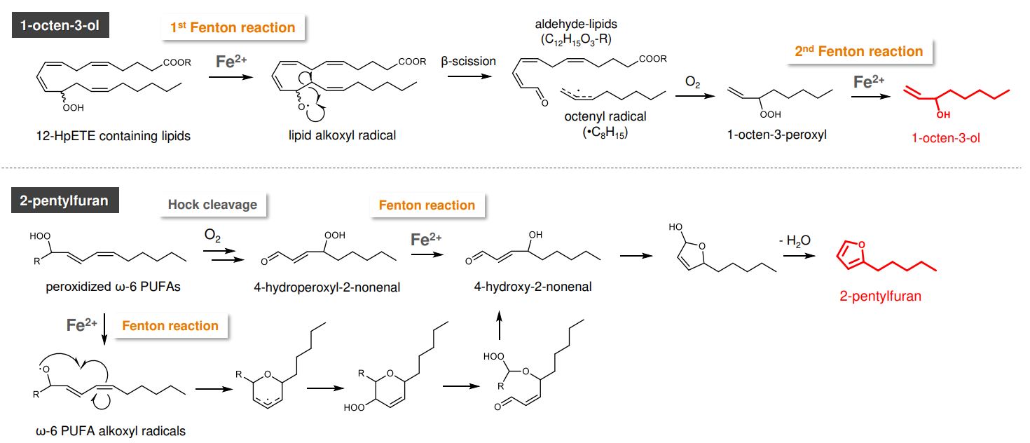 ferroptotic figure 2