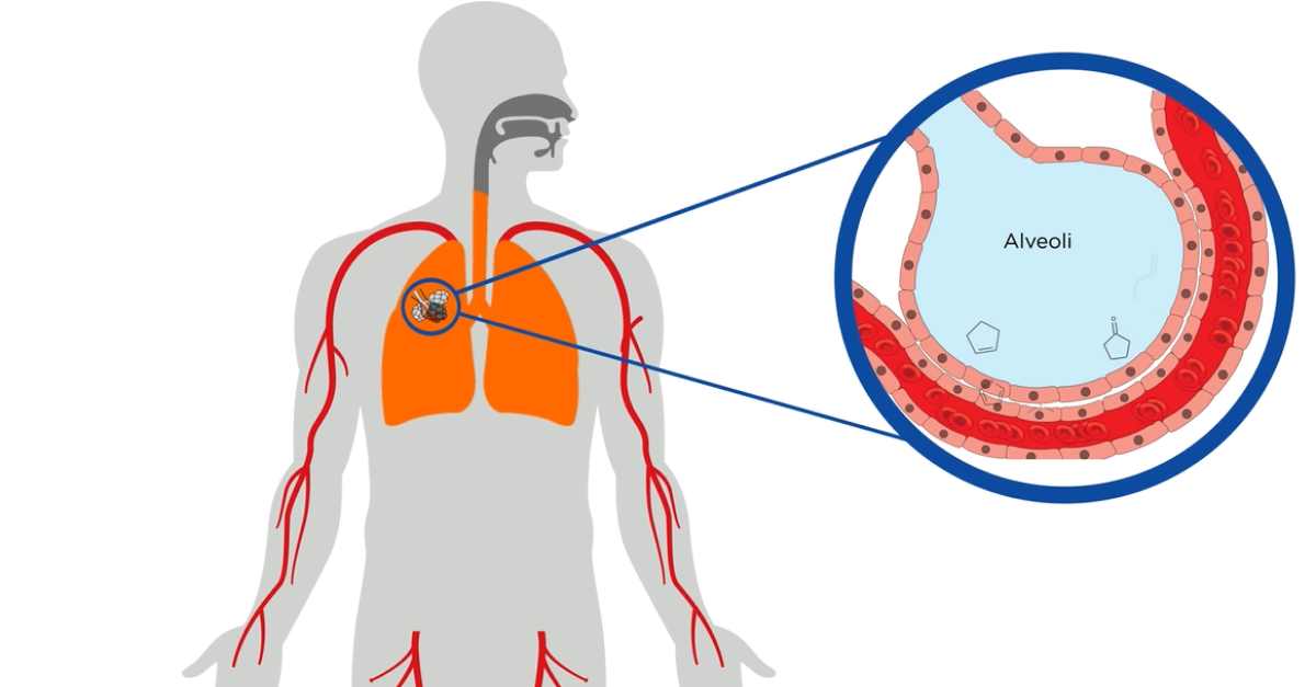 In the lungs, gas exchange occurs, allowing for VOCs to exit the body when breath is exhaled. 