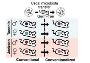 microbiota graphic