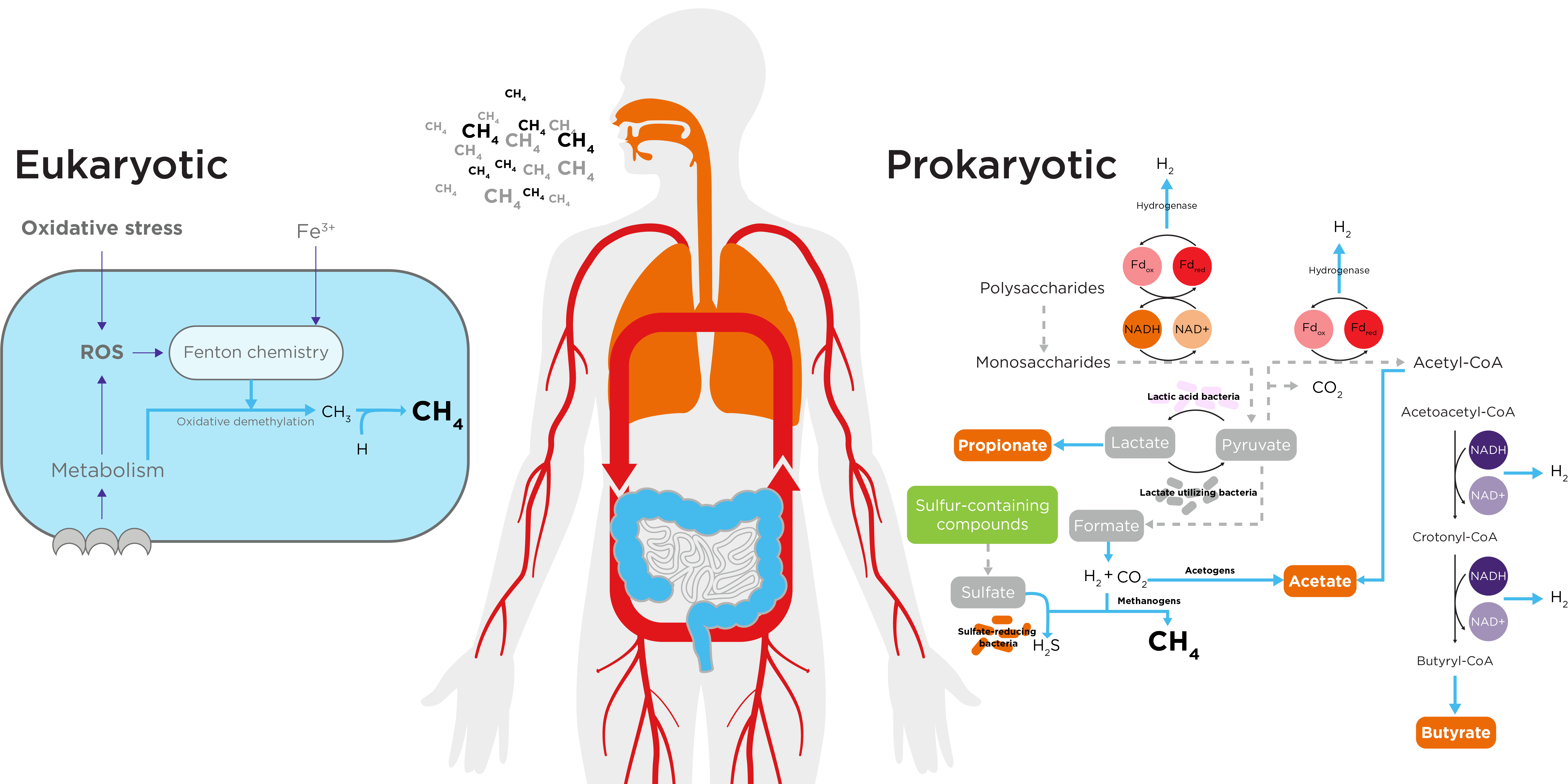 methane eukaryotic and prokaryotic processes