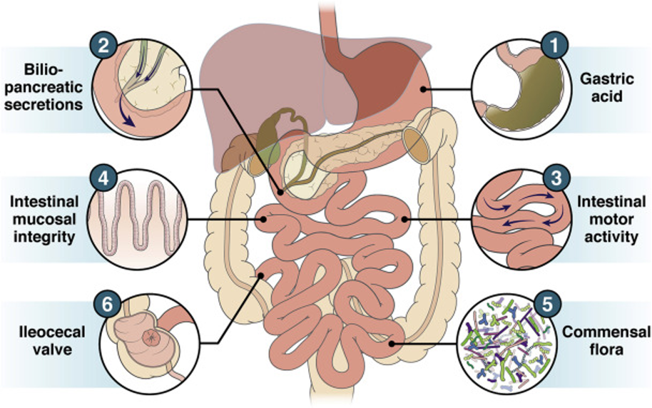 Annotated diagram of the gastrointestinal tract